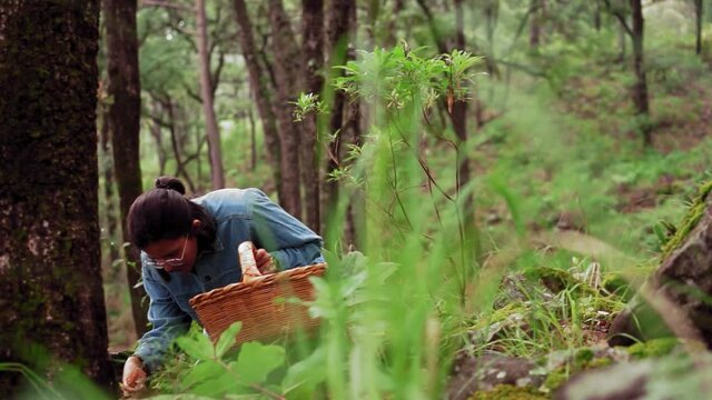 Woman collecting Lactarius deliciosus mushroom and putting into basket