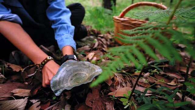 Woman collecting lactarius indigo mushroom and putting into basket