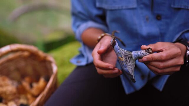 Cropped unrecognizable woman with indigo milk cap mushroom in forest