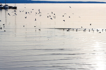 Flock of seagulls on the beach.