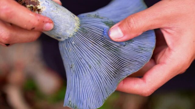 Woman showing blue Lactarius indigo mushroom