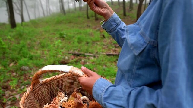 Woman collecting lactarius indigo mushroom and putting into basket