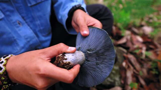 Woman collecting lactarius indigo mushroom and putting into basket