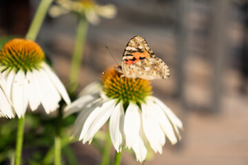 butterfly on flower