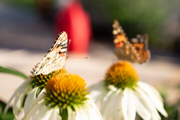 butterfly on flower