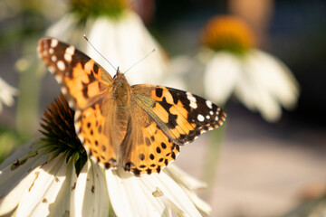 butterfly on flower