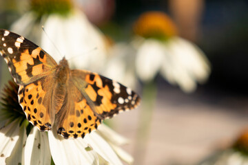 butterfly on flower