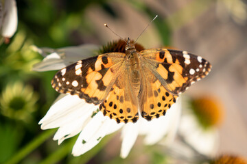butterfly on a flower