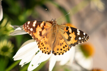 butterfly on flower