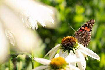 butterfly on a flower