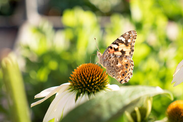 butterfly on a flower