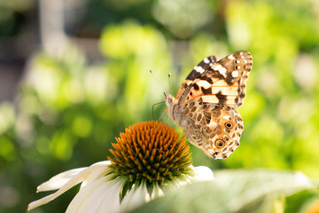 butterfly on flower
