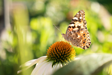 butterfly on flower