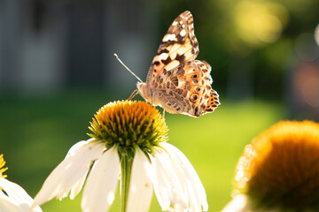 butterfly on a flower