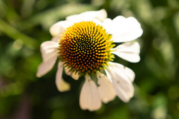 bee on a sunflower