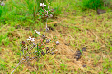 Leptospermum scoparium, commonly called manuka is a species of flowering plant in the myrtle family Myrtaceae, native to south-east Australia and New Zealand.