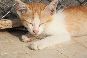 Beautiful cute cat lying in the morning sun on the roadside