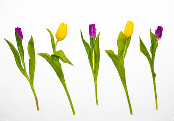 Красиво разложены цветы. Набор тюльпанов на белом фоне. Открытка на 8 марта, день матери и любой праздник.