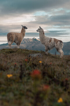 two llamas waking up with the sunrise in the mountains
