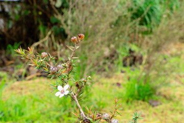 Leptospermum scoparium, commonly called manuka is a species of flowering plant in the myrtle family Myrtaceae, native to south-east Australia and New Zealand.