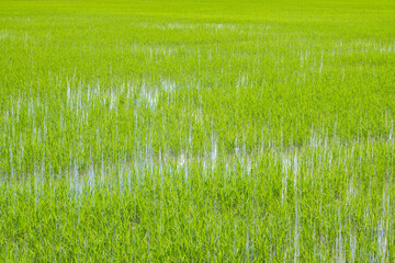 Young rice growing in the paddy field, cover with water, Thailand.