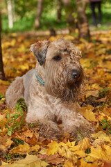 Funny irish soft coated wheaten terrier. A fluffy dog lies in autumn leaves on a sunny day.