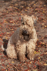 Funny irish soft coated wheaten terrier. A fluffy dog sits on a wooden deck strewn with leaves and berries of mountain ash.
