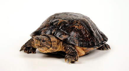 Eastern black-bridged leaf turtle // Vietnam-Dornschildkröte, Schöngestreifte Dornschildkröte (Cyclemys pulchristiata)