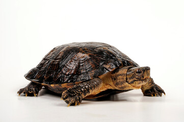 Eastern black-bridged leaf turtle // Vietnam-Dornschildkröte, Schöngestreifte Dornschildkröte (Cyclemys pulchristiata)