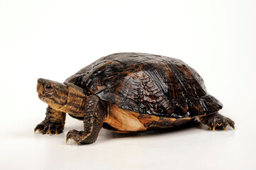 Eastern black-bridged leaf turtle // Vietnam-Dornschildkröte, Schöngestreifte Dornschildkröte (Cyclemys pulchristiata)