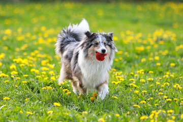 Blue merle shetland sheepdog sheltie with old red ball in mouth.