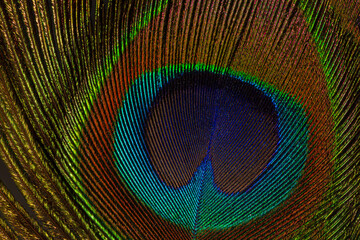 macro peacock feathers,Macro image of peacock feather,Peacock Feather 