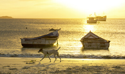 A dog walks on the beach, in the background the sunset with some fishing boats in the sea