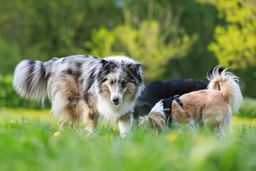 Multiple dog friends sniffing in park.
