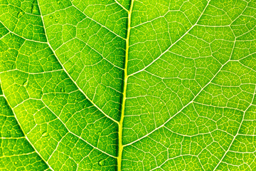 Fototapeta na wymiar green macro leaf,Green leaves background. Leaf texture,background texture green leaf structure macro photography