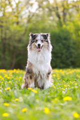 Bautiful warm photo of rare blue merle shetland sheepdog sitting in green grass with many small yellow flowers blooming in the backgorund.