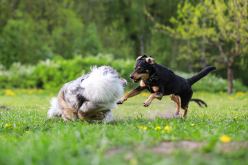 Three dogs playing on a large dog park.