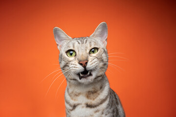 portrait of a green eyed silver tabby bengal cat making funny face looking displeased on orange...