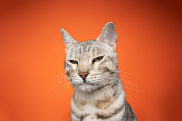 silver tabby bengal cat looking displeased and angry on orange background with copy space