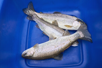 River trout just caught at the bottom of the blue basin