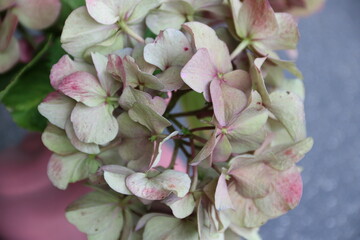 Obraz premium Welkende Hortensienblüte in rosa Vase 