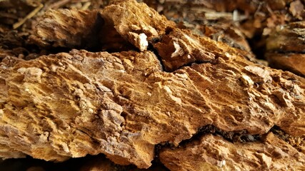close up of mushroom