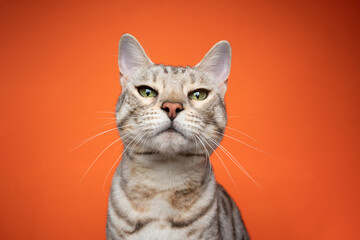 silver tabby bengal cat looking at camera strictly and judging on orange background with copy space