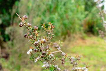 Leptospermum scoparium, commonly called manuka is a species of flowering plant in the myrtle family Myrtaceae, native to south-east Australia and New Zealand.