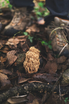 Mushroom Ramaria growing in forest covered with fallen leaves