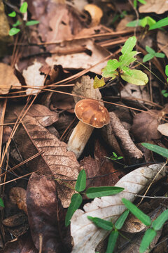 Small Pine Bolete In Fallen Dry Leaves