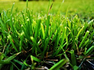 Fototapeta premium Grass