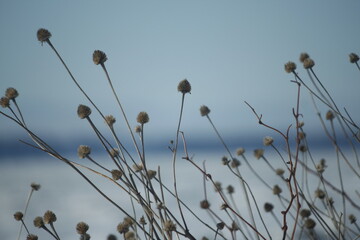 grass against sky