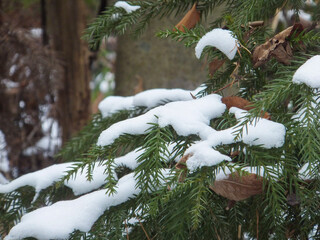 snow covered tree