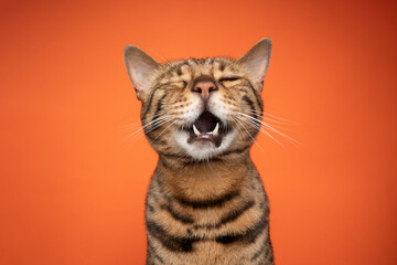 funny bengal cat portrait with mouth open singing or crying on orange background